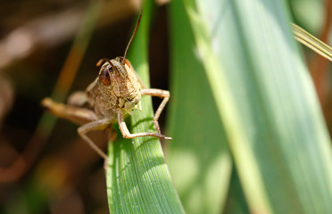 grasshopper