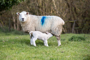 Obraz premium Lamb suckling off its mother in a field