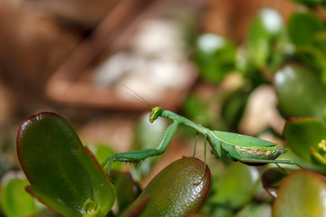 Mantis (Mantodea)
