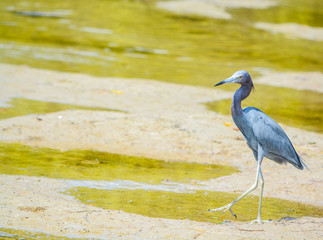 A Little Blue Heron (Egretta caerulea) at the Lemon Bay Aquatic Reserve in Cedar Point Environmental Park, Sarasota County Florida