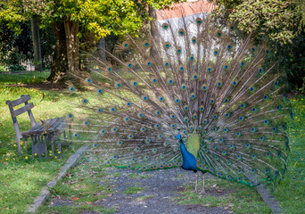 Obraz premium Paon bleu faisant la roue dans un parc