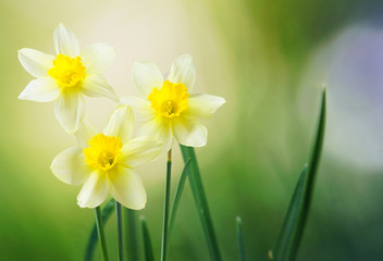 Three flower daffodils in spring outdoors in grass in the sun close-up on green blurred background. A beautiful spring template for design.