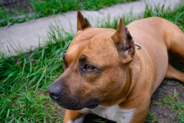 American Staffordshire Terrier outdoor portrait