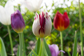 Park in The Spring.Tulips. Spring landscape.