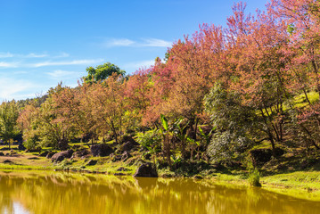 Cherry Blossom at Inthanon Mountain Orchid Agriculture Centre at Chiangmai, Thailand