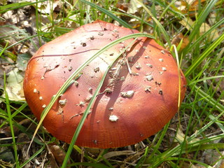 Muchomor w trawie © Baca