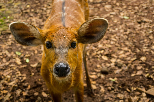 a striped deer sitatunga tragelaphus spekii with big ear photo taken in Ragunan zoo Jakarta Indonesia