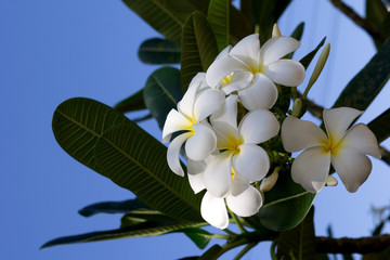 White frangipani (Plumeria) against the blue sky