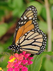 Obraz premium butterfly