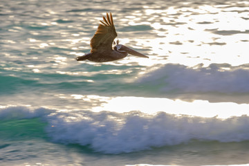 Pelican flying through sunrise