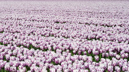 Fototapeta premium Huge and beautiful tulip fields. 