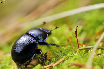 Closeup of a dung beetle sitting on moss