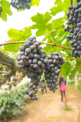 Big bunch of reddish black grape on tree in vineyard