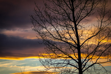 Obraz premium Tree At Sunset