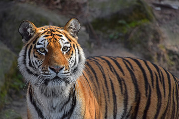 Fototapeta na wymiar Close up portrait of Siberian Amur tiger