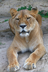 Fototapeta na wymiar Close up side portrait of female African lioness