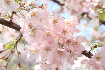 cherry blossoms under the blue sky
