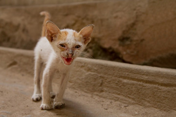 gatto africano