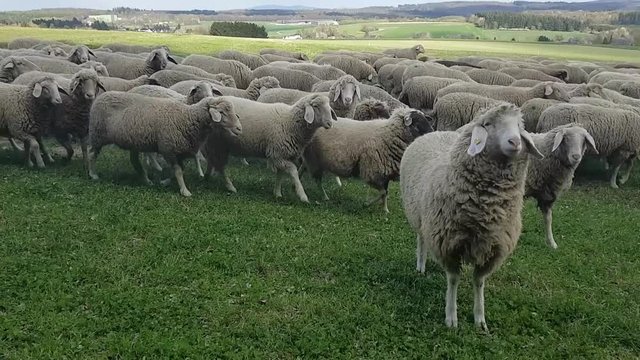sheep to graze 