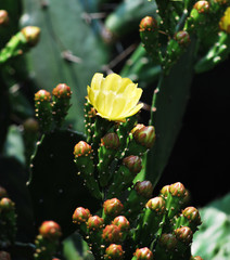 Cactus flower