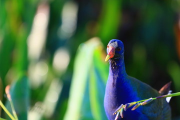 american purple gallinule