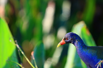 american purple gallinule