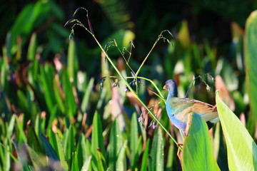 american purple gallinule