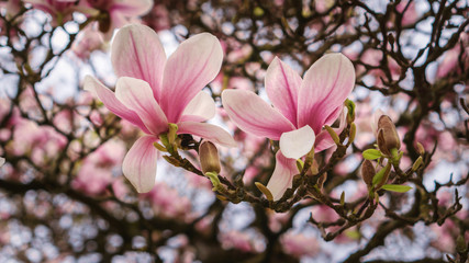 Fototapeta na wymiar Magnolienblüten im Frühling