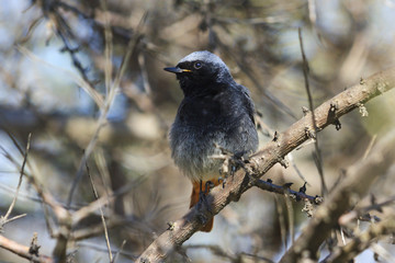 black bird with orange tail
