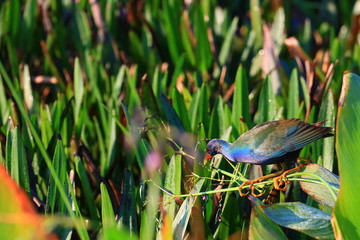 american purple gallinule