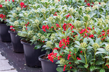 Green shrub (Skimmia) with red fruits in Dutch greenhouse