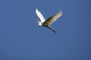 Great white egret flying in a deep blue sky, Georgia.