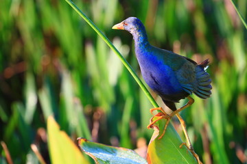 Obraz premium american purple gallinule