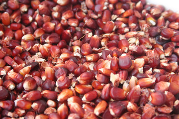 Chicchi di mais rosso. Fuoco selettivo