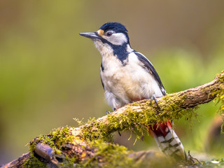 Agitated Great spotted woodpecker