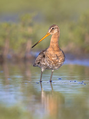 Alerted Black-tailed Godwit wader bird suspiciously looking in the camera