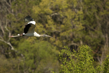 Wood stork flying with nesting material at Harris Neck, Georgia.
