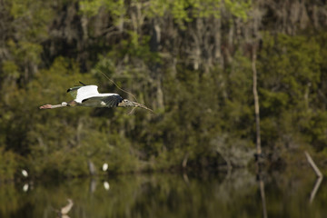 Wood stork flying with nesting material at Harris Neck, Georgia.