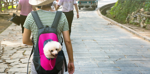 Cute dog peeking from carrying backpack