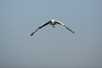Wood stork flying in a clear sky in Georgia.