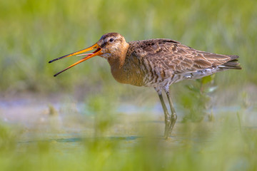 Black-tailed Godwit wader bird calling