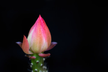 Flower bud of cactus on black