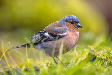 Common Chaffinch