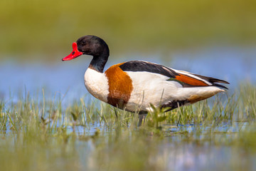 Common shelduck standing in shallow water of wetland