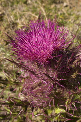 Bull thistle flowering in a field at Harris Neck, Georgia.