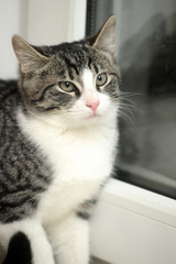 Tabby with white cat