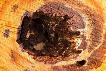 Cut Tree Stump