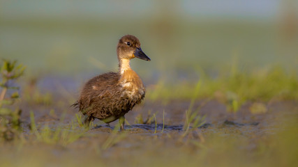 Cute duckling running through grass