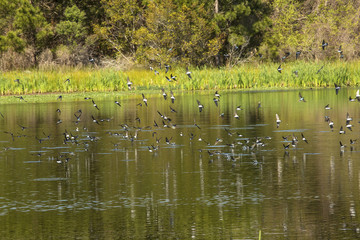 Flock of tree swallows skims the water for fish, Georgia.