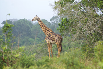 A giraffe standing in a forrested area